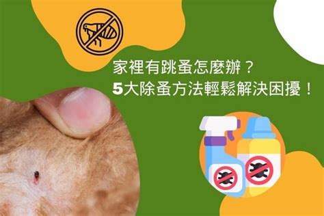 蚤梳使用方法|家裡、辦公室有跳蚤怎麼辦？教你除跳蚤5大方法，輕鬆解決困擾！